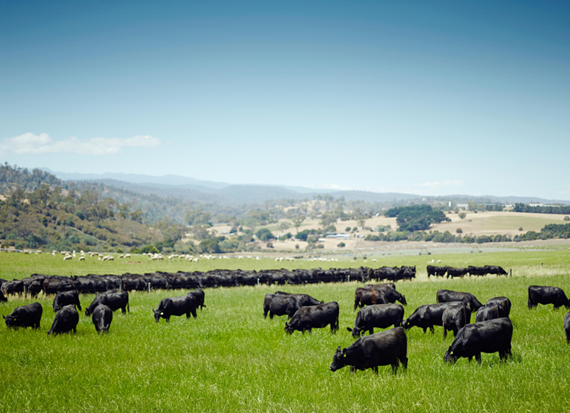 TENTANG AUSSIE BEEF & LAMB